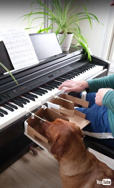 ピアノを弾くワンコ
