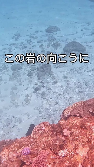 コウイカ