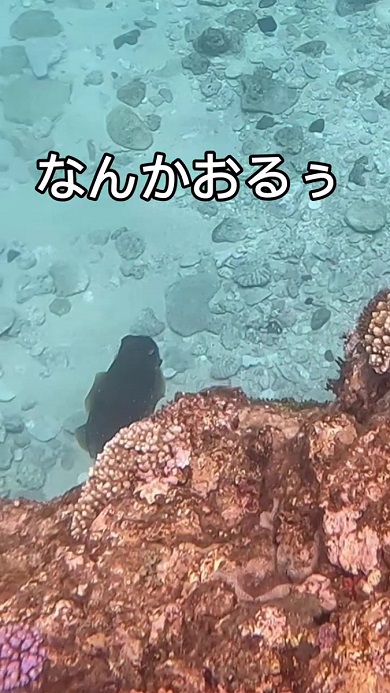 コウイカ