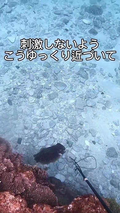 コウイカ