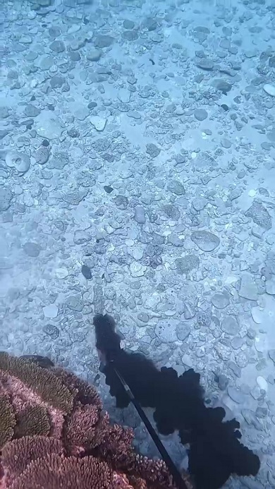 コウイカ