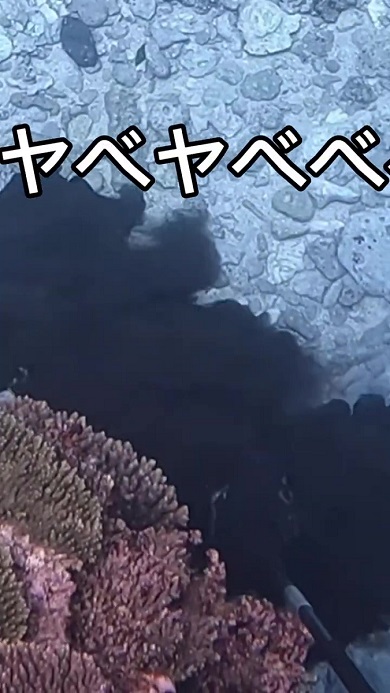 コウイカ