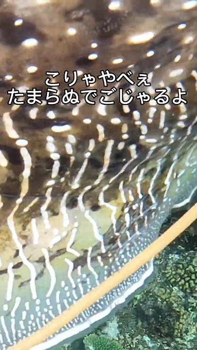 コウイカ