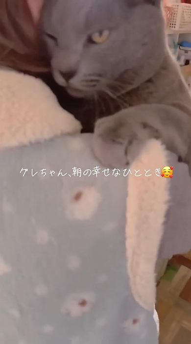 片目を開けてやや左側を見る猫ちゃん