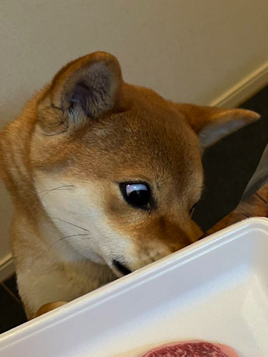 鋭い眼差しでお肉を狙うワンコ