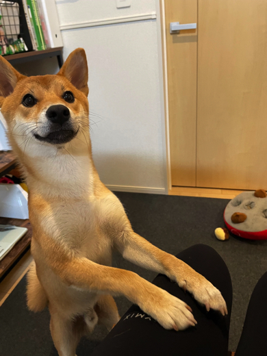 3度目のお散歩を要求するワンコ