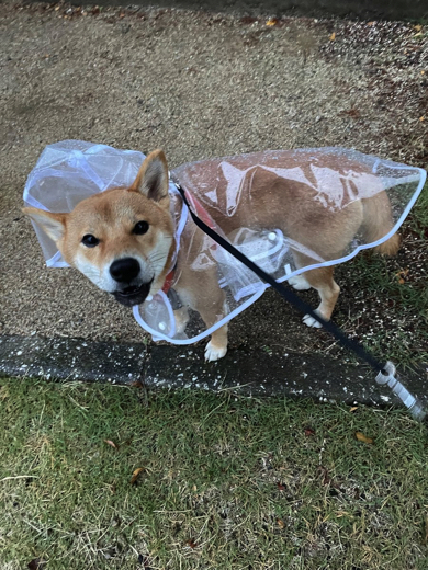 カッパを嫌がるワンコ