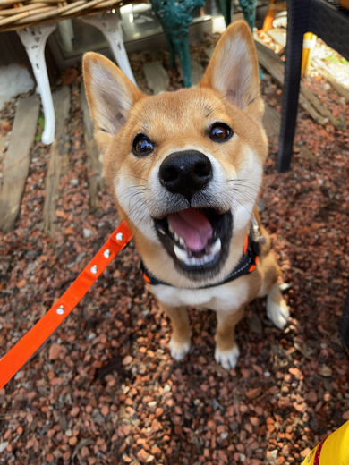 あーんしてご飯を待つワンコ