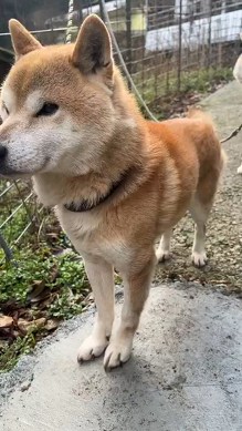 震える犬
