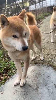 震える犬