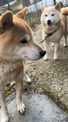 おしゃべりする犬