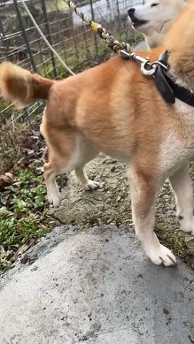 震える犬