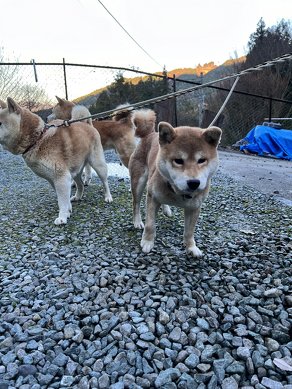 集まった犬