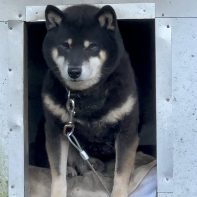 小屋に入った犬