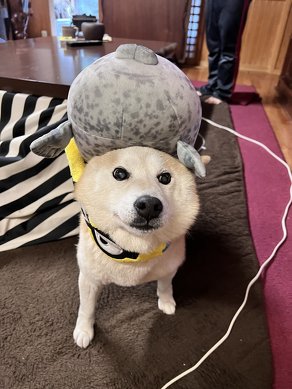 ぬいぐるみをのせた犬