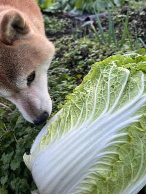 白菜と犬