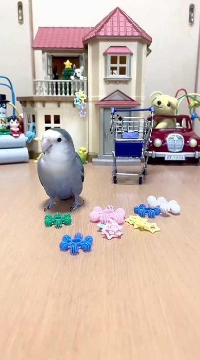 居留守をするインコ