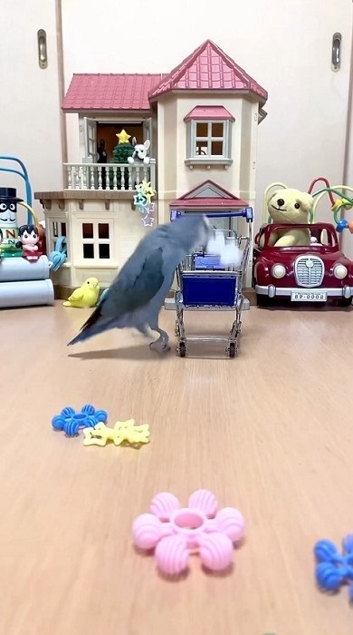 居留守をするインコ