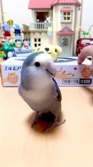 居留守をするインコ