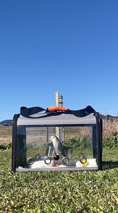 居留守をするインコ