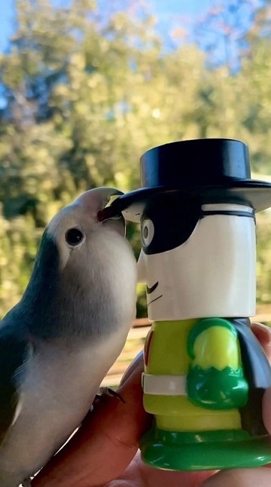 居留守をするインコ