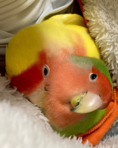 一体化しているような2羽のコザクラインコ