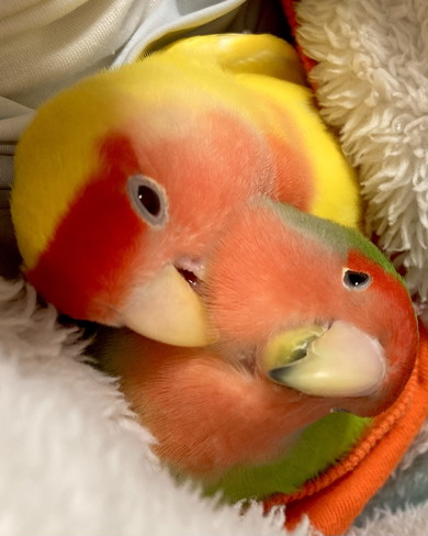 一体化しているような2羽のコザクラインコ