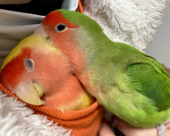 一体化しているような2羽のコザクラインコ