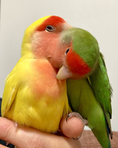 体を密着させる2羽のコザクラインコ