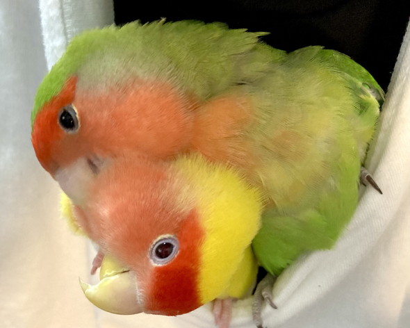 体を密着させる2羽のコザクラインコ