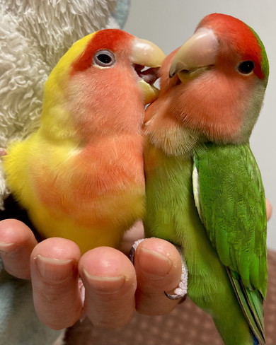 体を寄せ合う2羽のコザクラインコ