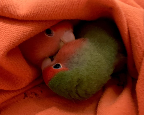 体を寄せ合う2羽のコザクラインコ