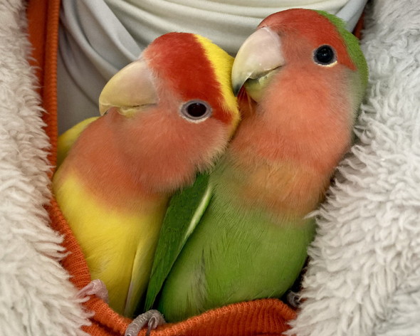 体を寄せ合う2羽のコザクラインコ