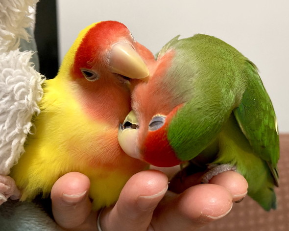 体を寄せ合う2羽のコザクラインコ
