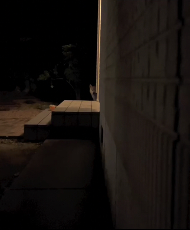 暗闇にただずむワンコ