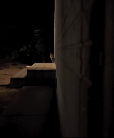 暗闇の中でまったく動かないワンコ