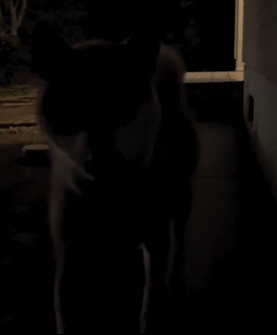 突如目の前に現れたワンコ