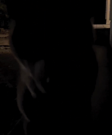 さらに迫ってくるワンコ