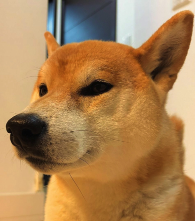 イケメンなワンコ