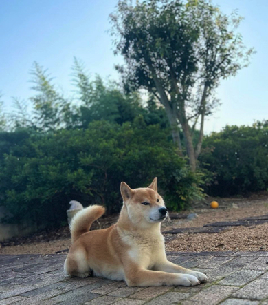 チラ見してくるワンコ