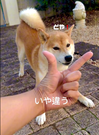 キュン動画が苦手なワンコ