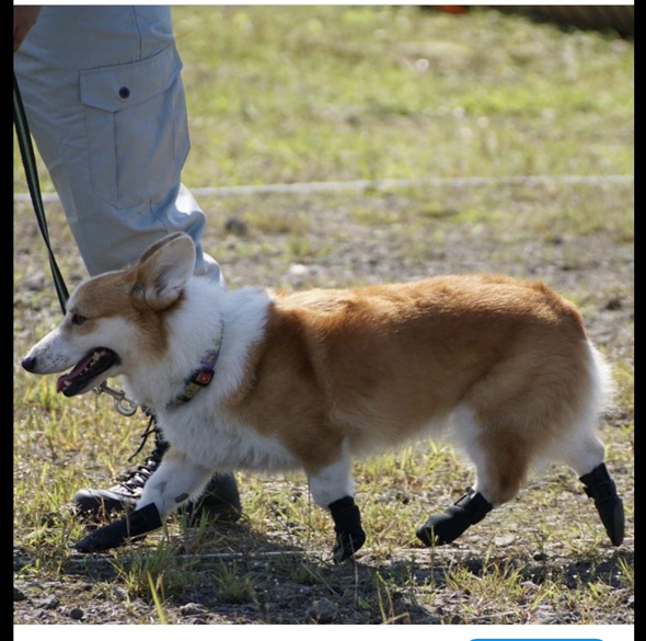 靴をはくワンコ