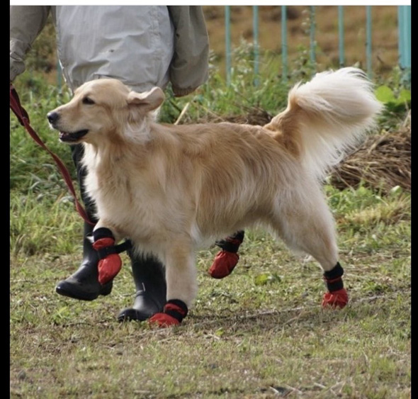 靴をはいて歩くワンコ