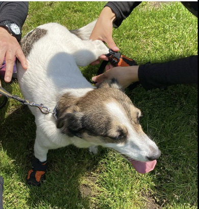 靴をはかされるワンコ