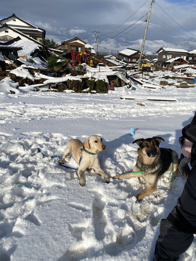 災害救助をするワンコ