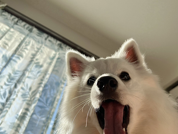 覗き込んでくるワンコ