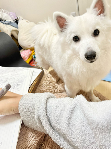 作業中飼い主さんとワンコ