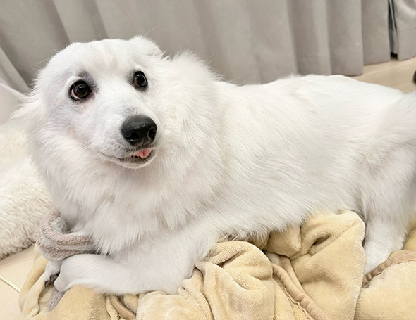 毛布の上で右上を見るワンコ