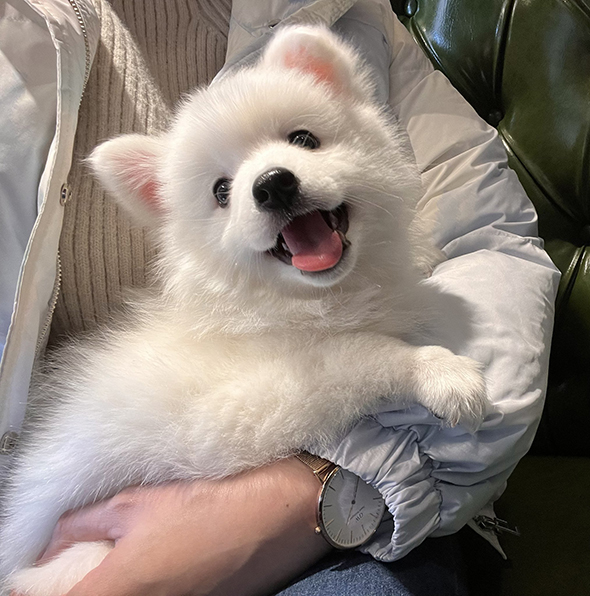 抱っこされて笑顔の子犬