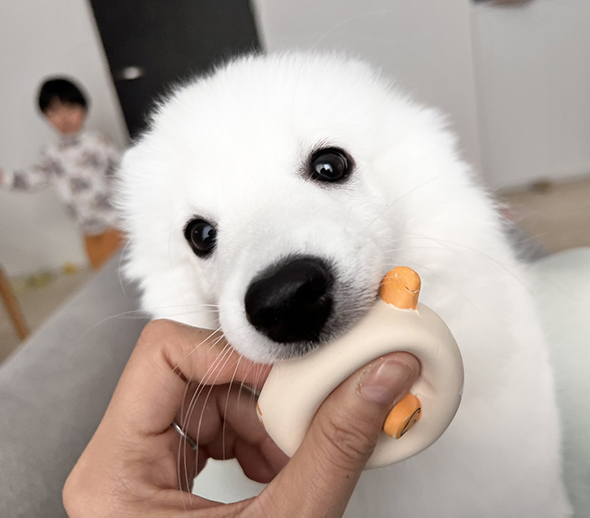 おもちゃをくわえる耳が見えなくなってるワンコ